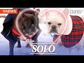 [단독]&#39;슈퍼데이트권 왜 나한테 안썼어?&#39;/ 개는SOLO 무삭제 풀버전ㅣSBS 발뉴스(2024.01.04) [Exclusive] I&#39;m SOLO doggo FULL VER.