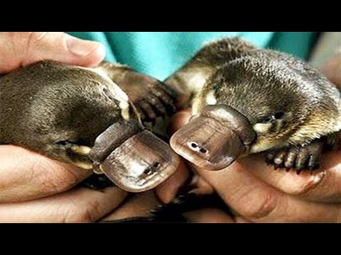 Video: Ornitorenk yumurtlar mı? Platypuses nasıl çoğalır? İlginç Platypus Gerçekleri