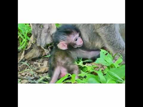 بچه میمون از بس کتک خورده مادر خود را نمی شناسد کتک زدن بچه میمون Mankiawaj