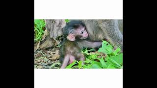 بچه میمون از بس کتک خورده  مادر خود را نمی‌شناسد#کتک_زدن‌_بچه #میمون #mankiawaj