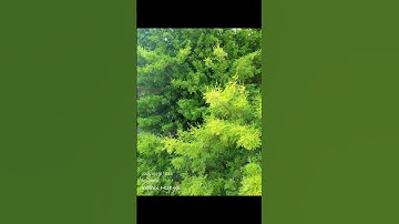 #سورة #الحديد #بصوت #الشيخ_سعد_الغامدي