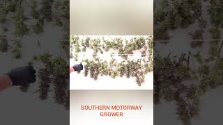 Harvest time for southern motorway grower top grow great buds🇬🇧🌿🇬🇧🌿