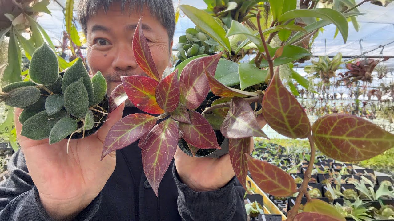 This is the perfect first plant for anyone starting out with sea