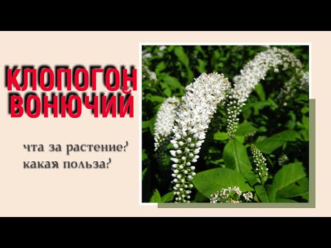 Video: Cimicifuga бугусуна туруштук береби?