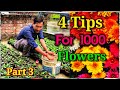 How to get 1000 flowers in Chrysanthemum, 4 tips Part 3