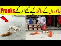 Most Crazy Pranks With Animals In Hindi/Urdu | Funny Animals Video