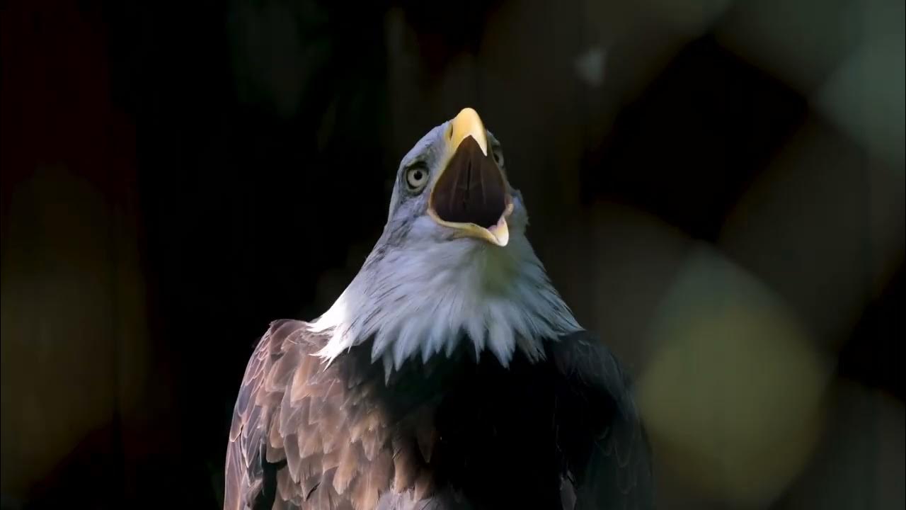 Eagle sound effect/ eagles / eagle noise YouTube