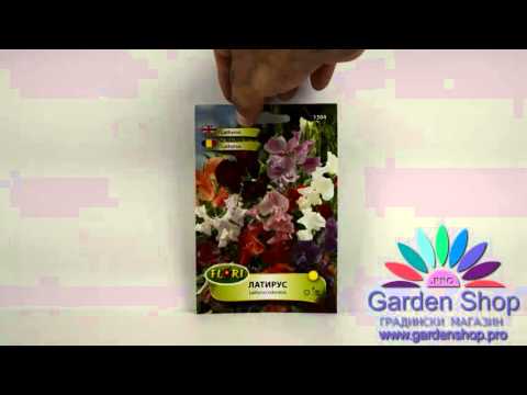Видео: Растения ягодова бегония - как да отгледате стайно растение ягодова бегония