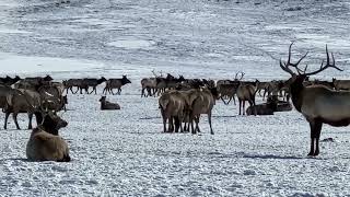 7,312 elk resting after a meal of alfalfa pellets