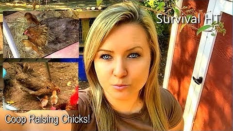 Coop Raising Baby Chicks