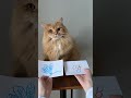 Letting my cat choose what to do today #shorts #cat #funny #willywoody