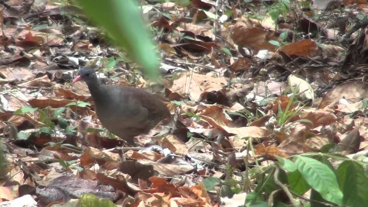Tataupa Tinamou 