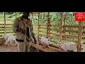 Effects of less nutritious feeds to animals by hamiisi semanda +256773343283