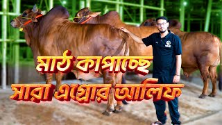 Sara Agro তে কৃষিকথা টিম চলছে কোরবানির গরু বেচাকেনা