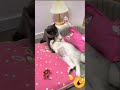 Cute &amp; Funny  Romantic Cats 2024 #short #funny #ytshorts #viral #trending