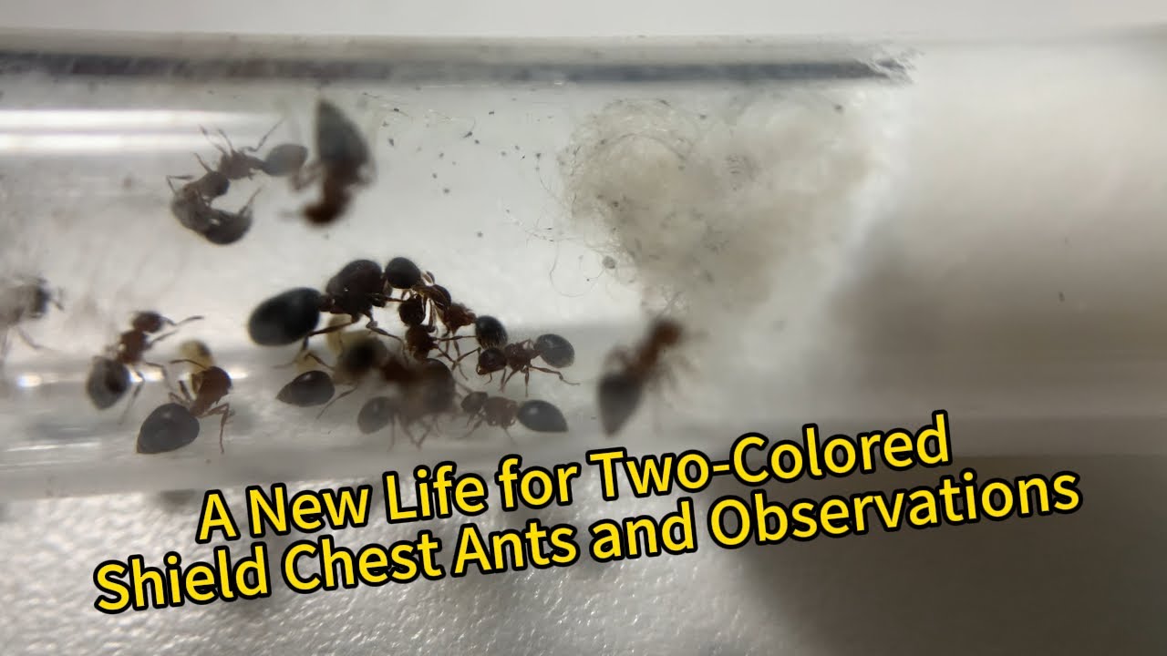 A New Life for Two-Colored Shield Chest Ants and Observations