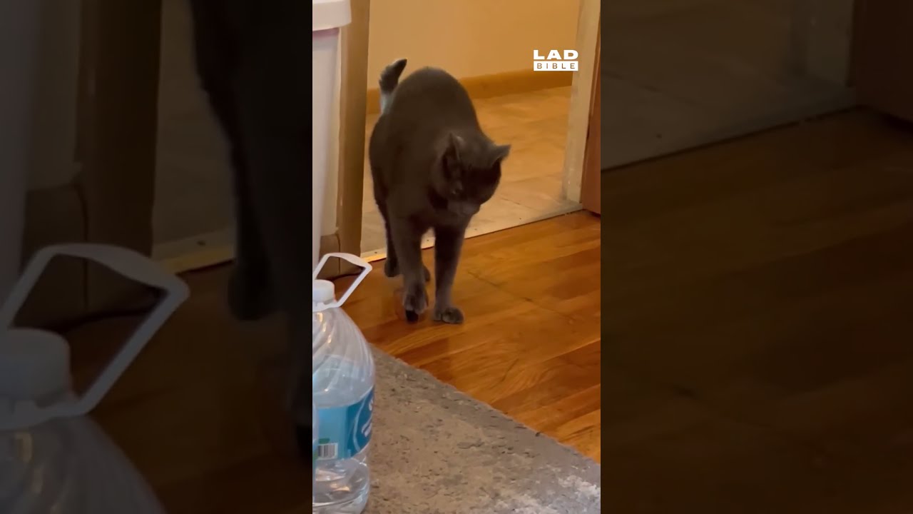 Ladbible youtube cat hotsell