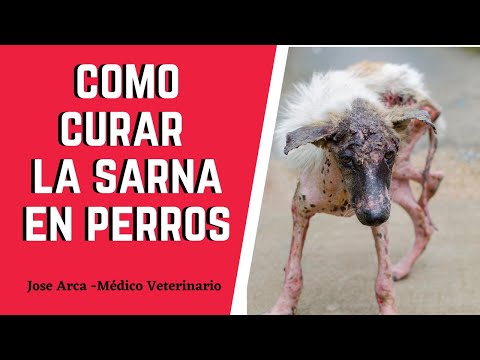 Como cumplir el masaje sheynogo del departamento de la columna vertebral