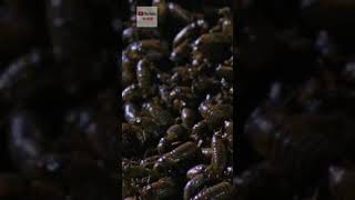 Магия природы: Восхитительное явление американских цикад