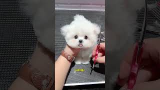 Do you like this sweet little Bichon Frize? Who doesn’t love such a little puppy? Cute pet debut pl
