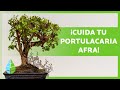 CUIDADOS del ÁRBOL de la ABUNDANCIA 🍃☀️ ¡Riego, Poda, Reproducción y más!