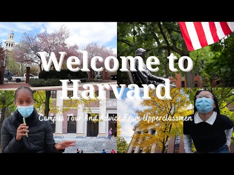 Video: Lokal Katt Blir Fixtur Vid Harvard University