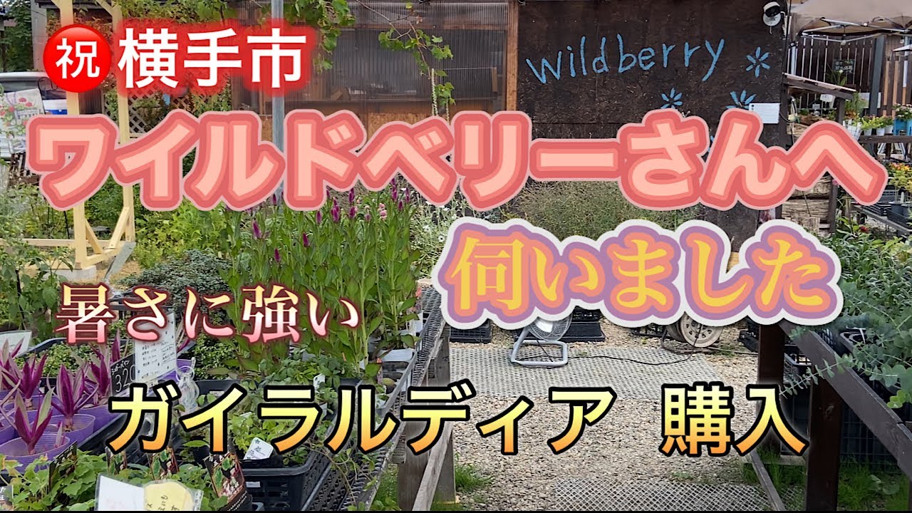 【ワイルドベリーさんに伺いました】【神花園さんのガイラルディア 購入】寄せ植え5連発作りました。秋田のガーデニング。秋田のお庭。