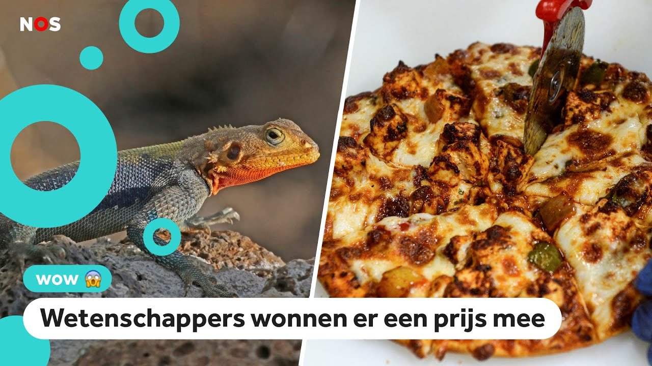 Onderzoek: dit is de favoriete pizza van een regenbooghagedis