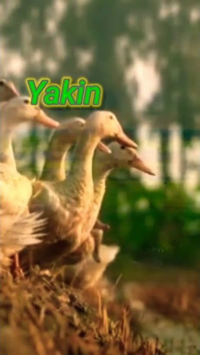 Story wa ceramah singkat bermakna | Yakin | ceramah islami | doa | tausiah islami