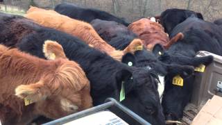 Eden Shale Farm: Greedy Cows