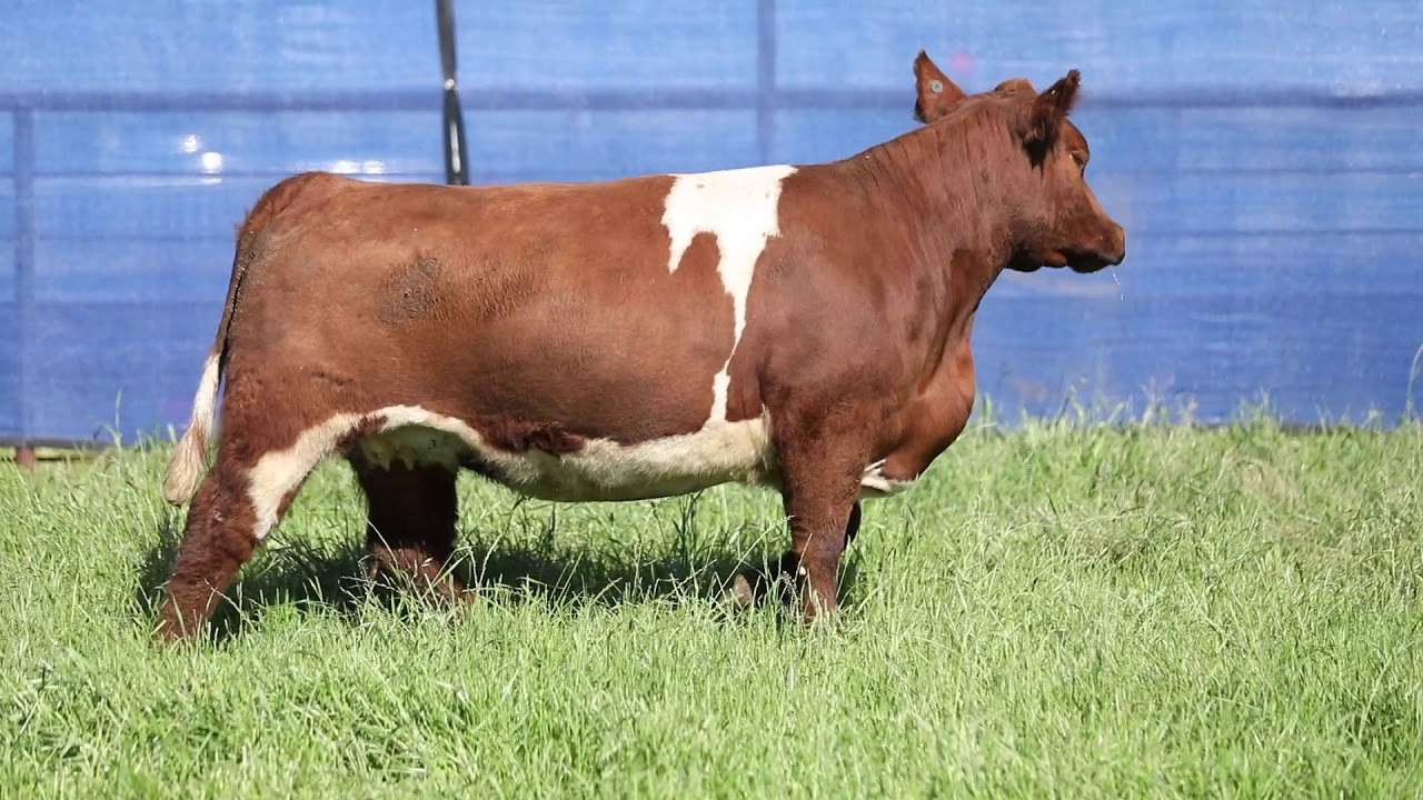 Warner Tag 55 YouTube