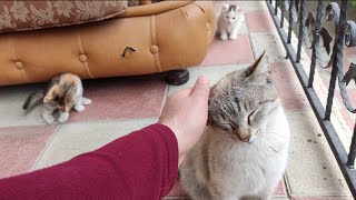 Cute Cat and its Kittens in a playful mood