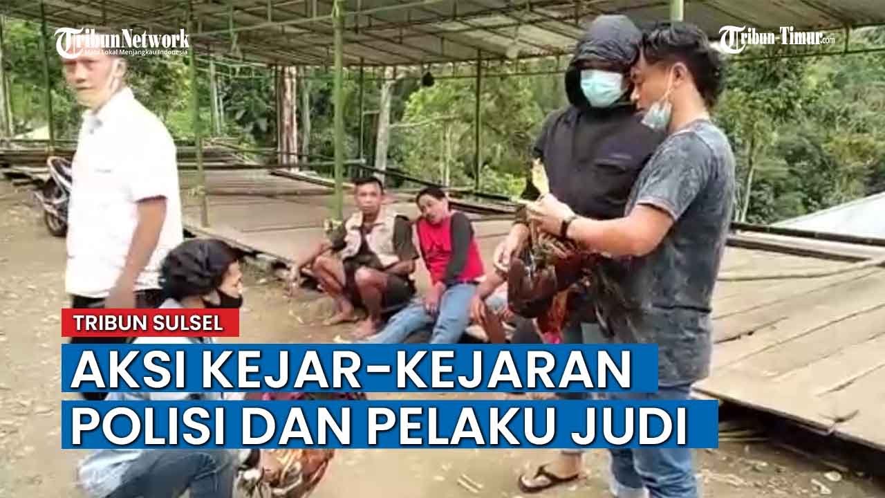 Detik-detik Tiga Pelaku Judi Sabung Ayam di Toraja Utara Ditangkap Polisi