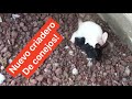 Ya nacieron más Ratas. Inicio mi Criadero de CONEJOS!!