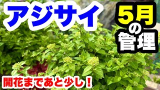 ◇開花まであと少し！【紫陽花 5月の管理】 - YouTube