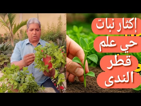 إكثار نبات قطر الندى حي علم بسهولة وبنجاح في البيت