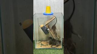 Best Home Mouse Trap/Creative Mouse Trap #Rat #Mousetrap #Mousetrap2022