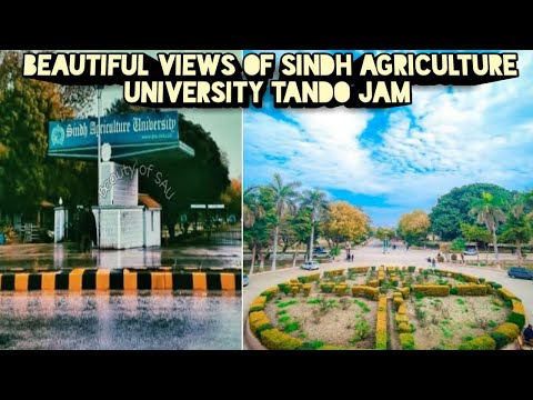 Beautiful views of sindh agriculture university Tando Jam