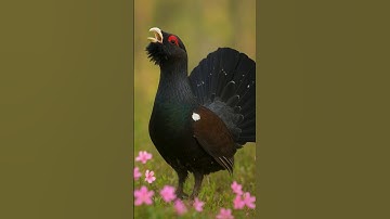 “Giant Forest Bird’s Epic Dance – The Western Capercaillie!” #shorts #WesternCapercaillie#bird dance