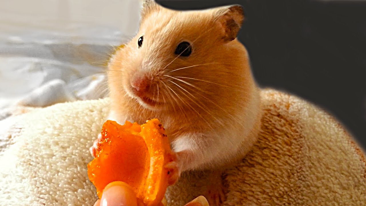 hamster eats vegetables, hamster eating, tiny hamster tiny hause, hamster h...