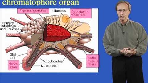 Roger Hanlon (MBL) Part 3: Changeable Skin