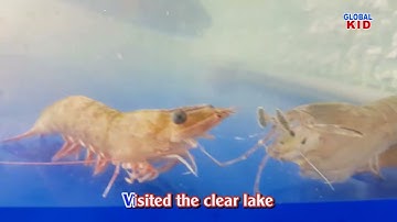 SHRIMP - CON TÔM | Bài hát tiếng Anh cho thiếu nhi | Sáng tác: Phạm Đăng Khương