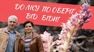 Усі таємниці магічної рослини-паразита (петрів хрест) / Мошногір'я / Мошни / Черкащина