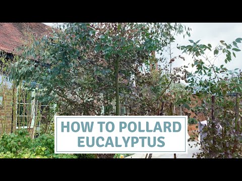 Video: Hvordan forplante eucalyptus cinerea?