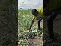 La théorie ne suffit pas : le terrain est le vrai professeur de l'agriculture