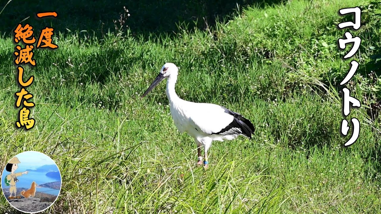 Oriental Stork: The Bird That Once Went Extinct in Japan – Toyooka