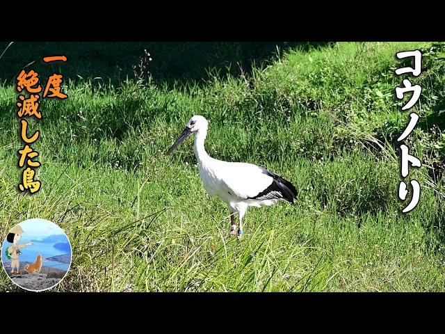 コウノトリ 日本で一度絶滅した鳥 豊岡市 野生復帰プロジェクト - YouTube