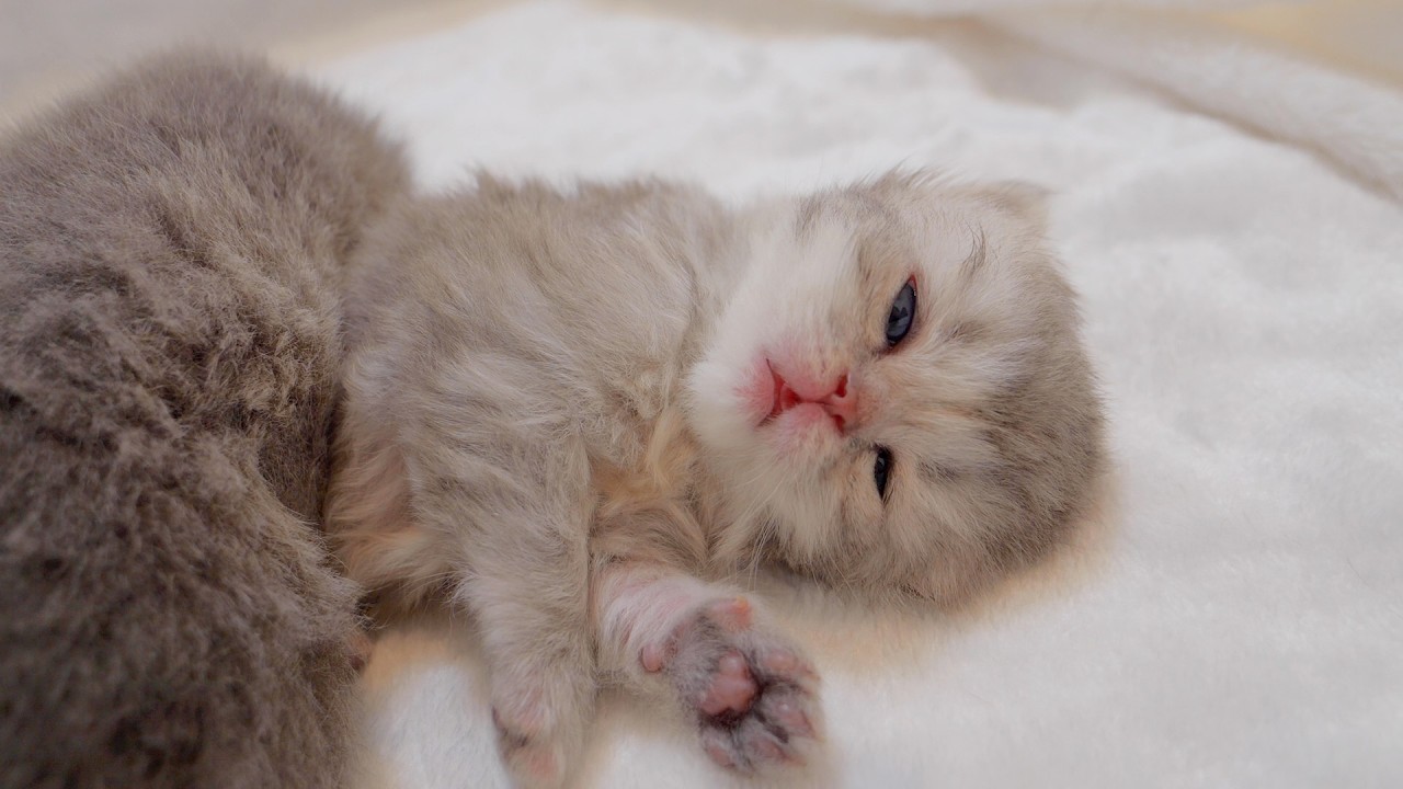 Котенок притворяется спящим, но удивляет хозяина — такой милый!