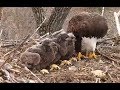 The Breakfast Line! Decorah Eagles. 07.28 / 01 May 2018