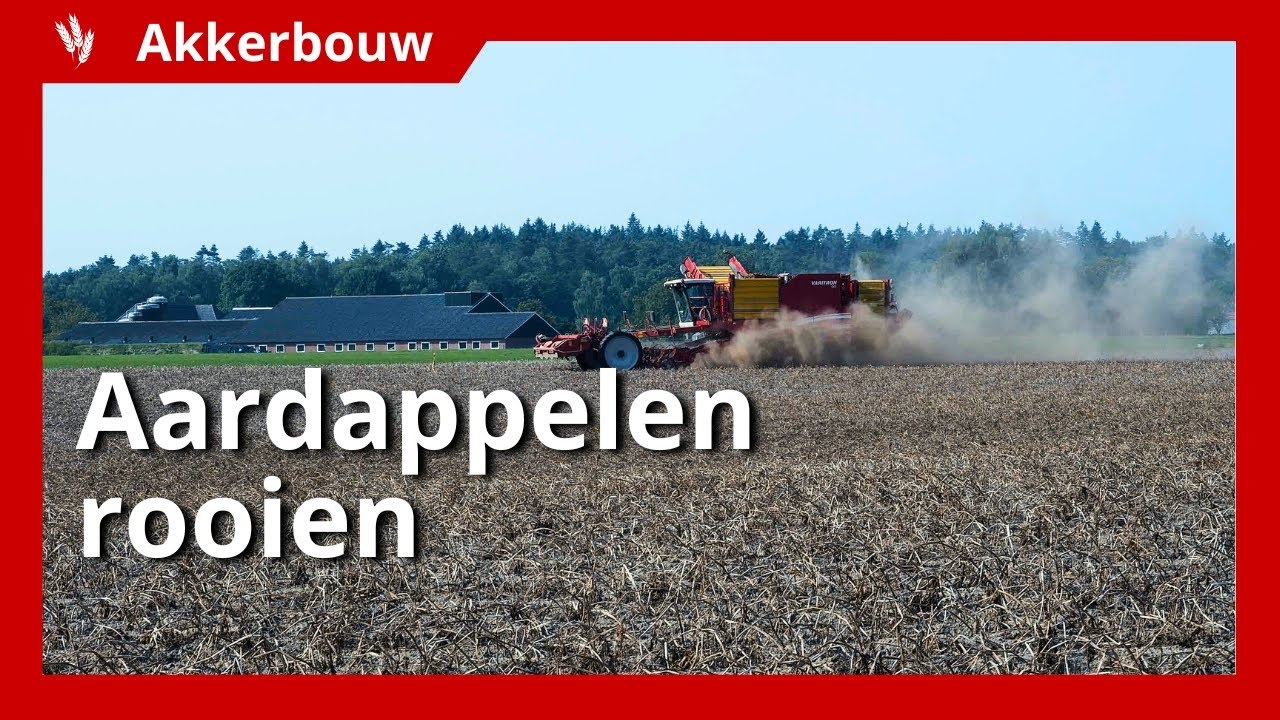 Aardappelen rooien onder erg droge omstandigheden